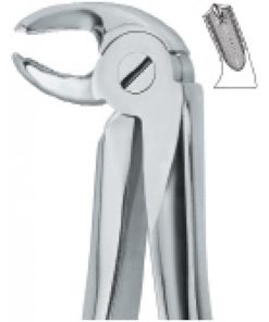 Lower Molars,Left 24