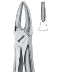 Upper roots and Incisors 29